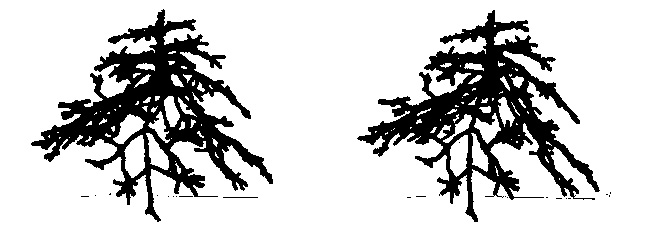 hanging-tree-stereoscope